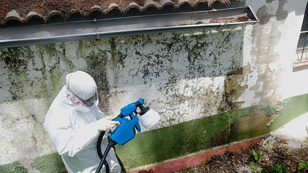 Trusted Attic Mold Removal service in Erwinna, PA - Cheap Mold Removal